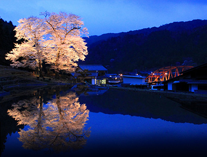 Nawashiro Cherry Blossoms